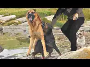 Video: German Shepherd VS Doberman Dogs